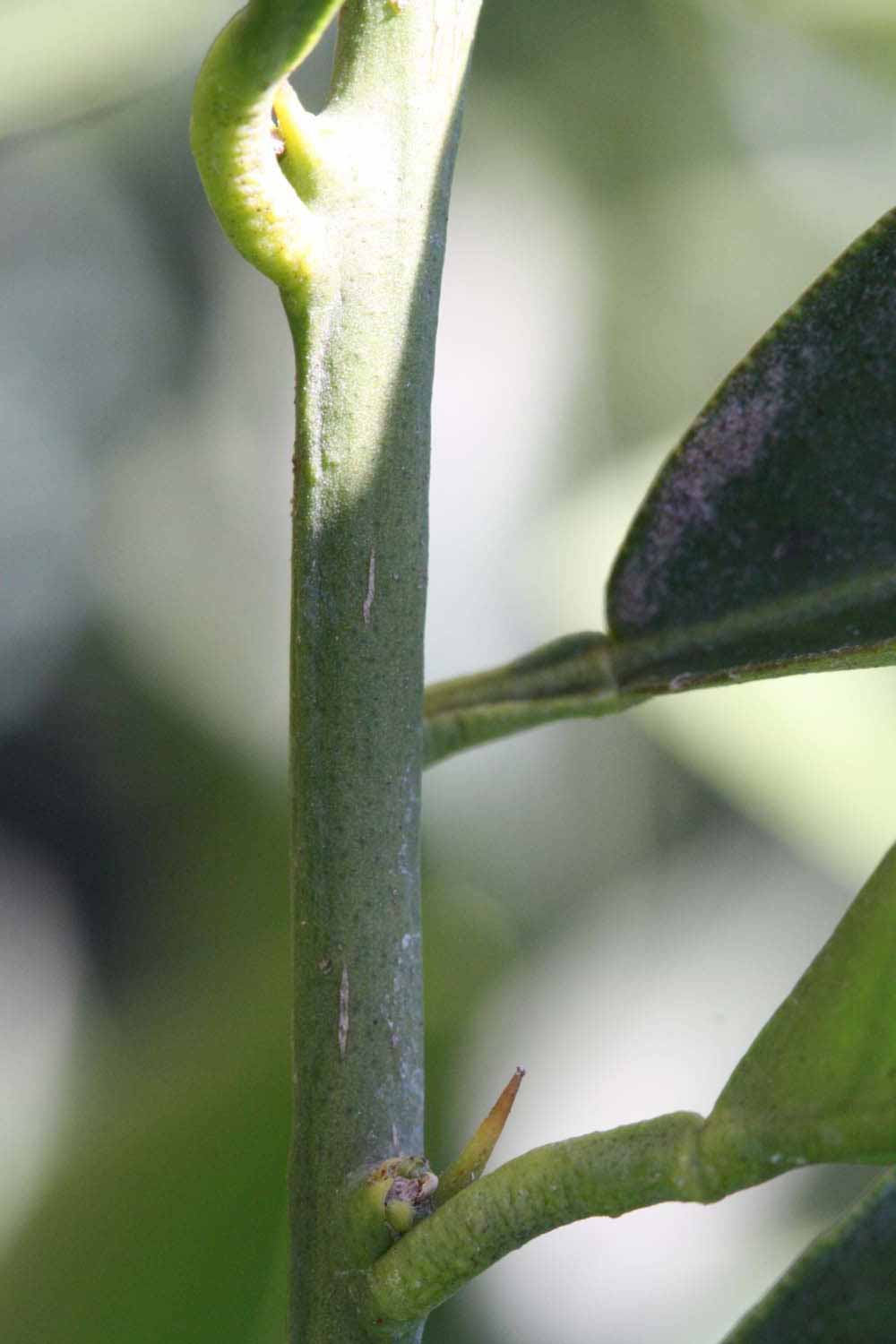               First year twig (Riverside, CA)       